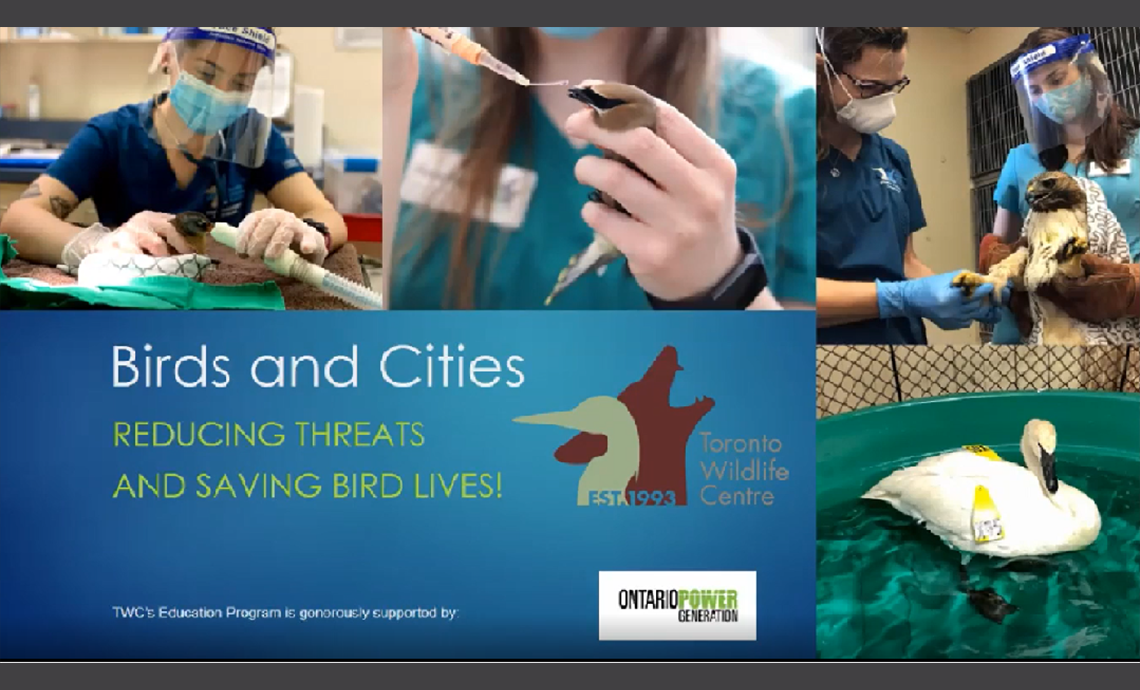 Birds and Cities: Reducing Threats and Saving Birds Lives!