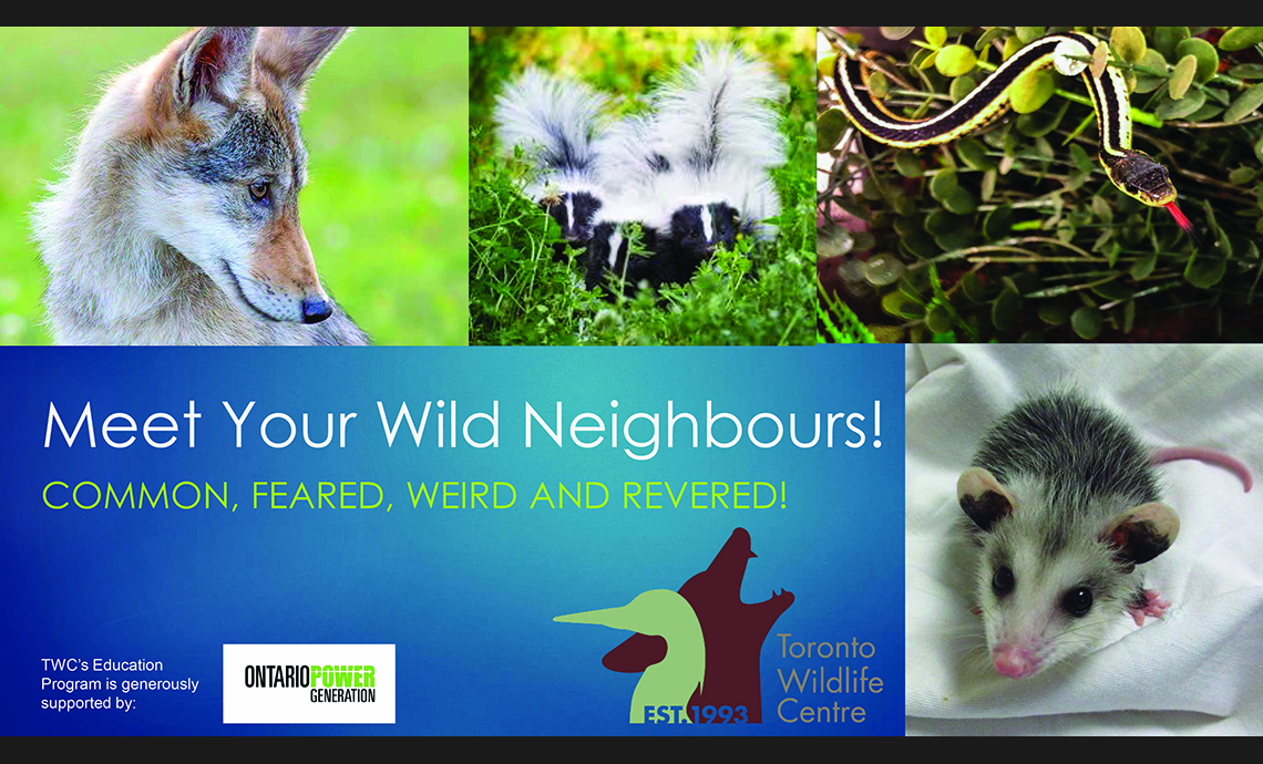 Meet Your Wild Neighbours! Common, Feared, Weird and Revered!