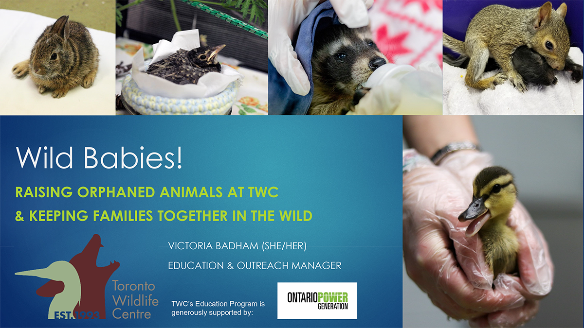Wild Babies! Raising Orphaned Animals at TWC & Keeping Families Together in the Wild